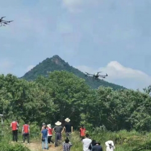 為保護(hù)百萬畝板栗，羅田出動(dòng)15架無人機(jī)噴藥