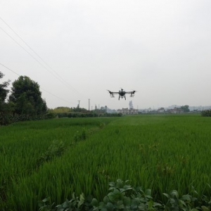 省事省力還免費(fèi)！無(wú)人機(jī)助力稻田施藥，樂(lè)山村民直呼“巴適”！ ...