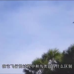 農村小伙發明飛鳥無人機，沒有螺旋槳，飛行跟真鳥毫無差別 ...