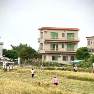 廣州番禺水稻全程機(jī)械化 無(wú)人機(jī)植保實(shí)現(xiàn)新突破