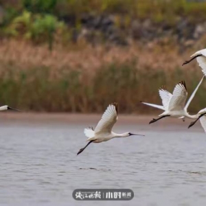 讓鳥兒自由飛翔！無人機拍鳥，這樣的打卡方式應(yīng)禁止